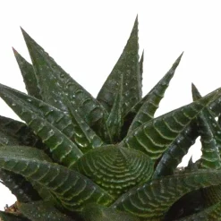 La Green Touch - Trio de succulentes et leurs caches-pots blancs h18cm Outlet