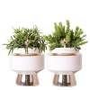 La Green Touch Cactus Et Plantes Grasses | - Verts colibri | lot de 2 plantes rhipsalis en pots décoratifs argentés le chic - pot céramique taille 9cm