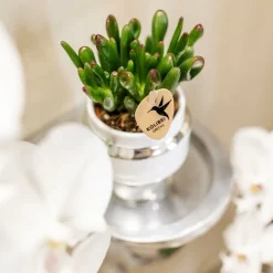 La Green Touch Cactus Et Plantes Grasses | - Verts colibri | lot de 2 plantes rhipsalis en pots décoratifs argentés le chic - pot céramique taille 9cm