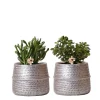 La Green Touch Cactus Et Plantes Grasses | - Verts colibri | lot de 2 plantes succulentes en pots décoratifs rainurés argentés - pot céramique taille 9cm