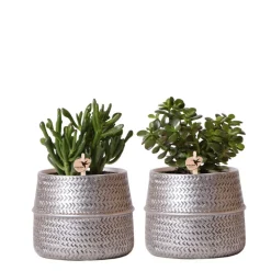 La Green Touch Cactus Et Plantes Grasses | - Verts colibri | lot de 2 plantes succulentes en pots décoratifs rainurés argentés - pot céramique taille 9cm