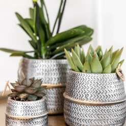 La Green Touch Cactus Et Plantes Grasses | - Verts colibri | lot de 2 plantes succulentes en pots décoratifs rainurés argentés - pot céramique taille 9cm