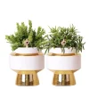 La Green Touch Cactus Et Plantes Grasses | - Verts colibri | lot de 2 plantes rhipsalis en pots décoratifs dorés le chic - pot céramique taille 9cm