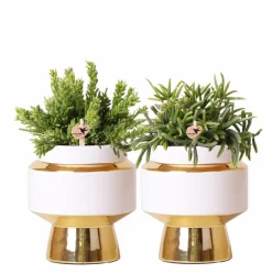 La Green Touch Cactus Et Plantes Grasses | - Verts colibri | lot de 2 plantes rhipsalis en pots décoratifs dorés le chic - pot céramique taille 9cm