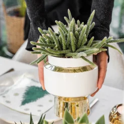 La Green Touch Cactus Et Plantes Grasses | - Verts colibri | lot de 2 plantes rhipsalis en pots décoratifs dorés le chic - pot céramique taille 9cm