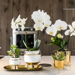 La Green Touch Cactus Et Plantes Grasses | - Verts colibri | lot de 2 plantes rhipsalis en pots décoratifs dorés le chic - pot céramique taille 9cm