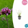La Green Touch - Verveine de buenos aires 'lollipop' x20 – entre 1,25 et 1,67m2 Outlet