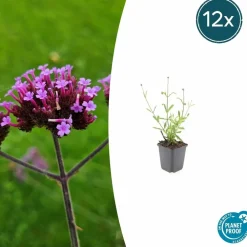 La Green Touch - Verveine de buenos aires 'lollipop' x20 – entre 1,25 et 1,67m2 Outlet