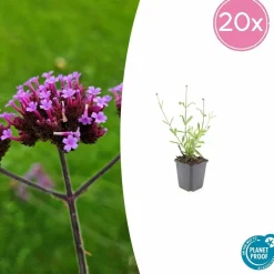 La Green Touch - Verveine de buenos aires 'lollipop' x20 – entre 1,25 et 1,67m2 Outlet