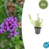 La Green Touch - Verveine de buenos aires x6 – entre 0,38 et 0,5m2 Online