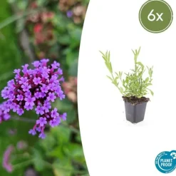 La Green Touch - Verveine de buenos aires x6 – entre 0,38 et 0,5m2 Online