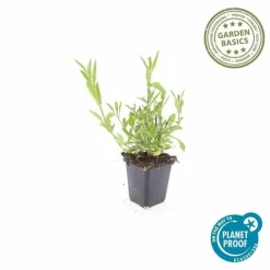 La Green Touch - Verveine de buenos aires x6 – entre 0,38 et 0,5m2 Online