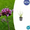 La Green Touch - Verveine de buenos aires 'lollipop' x40 – entre 2,5 et 3,33m2 New