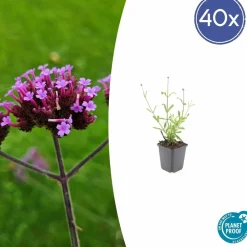 La Green Touch - Verveine de buenos aires 'lollipop' x40 – entre 2,5 et 3,33m2 New