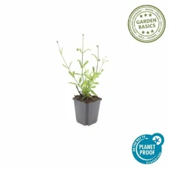 La Green Touch - Verveine de buenos aires 'lollipop' x40 – entre 2,5 et 3,33m2 New
