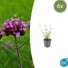 La Green Touch - Verveine de buenos aires 'lollipop' x6 – entre 0,38 et 0,5m2 Best