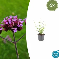 La Green Touch - Verveine de buenos aires 'lollipop' x6 – entre 0,38 et 0,5m2 Best