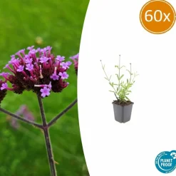 La Green Touch - Verveine de buenos aires 'lollipop' x60 – entre 3,75 et 5m2 Outlet