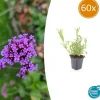 La Green Touch Fleurs De Saison | - Verveine de buenos aires x60 – entre 3,75 et 5m2