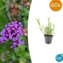 La Green Touch Fleurs De Saison | - Verveine de buenos aires x60 – entre 3,75 et 5m2