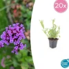 La Green Touch - Verveine de buenos aires x20 – entre 1,25 et 1,67m2 Outlet
