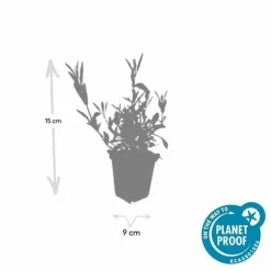 La Green Touch - Verveine de buenos aires x20 – entre 1,25 et 1,67m2 Outlet