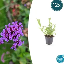 La Green Touch - Verveine de buenos aires x12 – entre 0,75 et 1m2 Hot