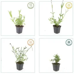 La Green Touch - Verveine de buenos aires x12 – entre 0,75 et 1m2 Hot