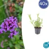 La Green Touch Fleurs De Saison | - Verveine de buenos aires x40 – entre 2,5 et 3,33m2