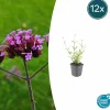 La Green Touch Fleurs De Saison | - Verveine de buenos aires 'lollipop' x12 – entre 0,75 et 1m2