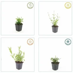 La Green Touch Fleurs De Saison | - Verveine de buenos aires 'lollipop' x12 – entre 0,75 et 1m2
