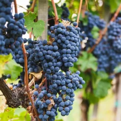 La Green Touch - Vigne de raison bio x 3 Online