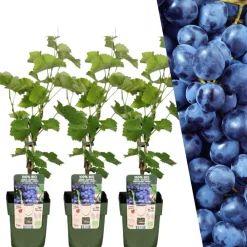 La Green Touch - Vigne de raison bio x 3 Online