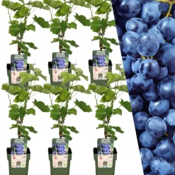 La Green Touch Arbres Et Arbustes | - Vigne de raison bio x 6
