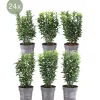 La Green Touch Arbres Et Arbustes | - 24 x euonymus japonicus 'green spire'