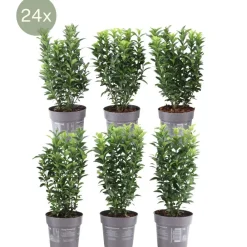 La Green Touch Arbres Et Arbustes | - 24 x euonymus japonicus 'green spire'