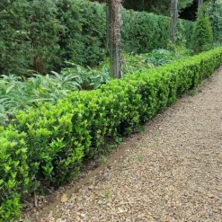 La Green Touch Arbres Et Arbustes | - 24 x euonymus japonicus 'green spire'