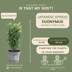 La Green Touch Arbres Et Arbustes | - 24 x euonymus japonicus 'green spire'