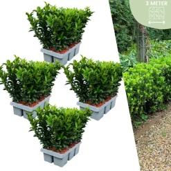 La Green Touch - 24 x fusain 'green spire' Best