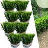 La Green Touch Arbres Et Arbustes | - 48 x fusain 'green spire'