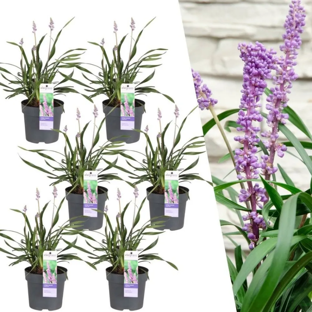 La Green Touch - 6 x liriope muscari 'ingwersen' Online