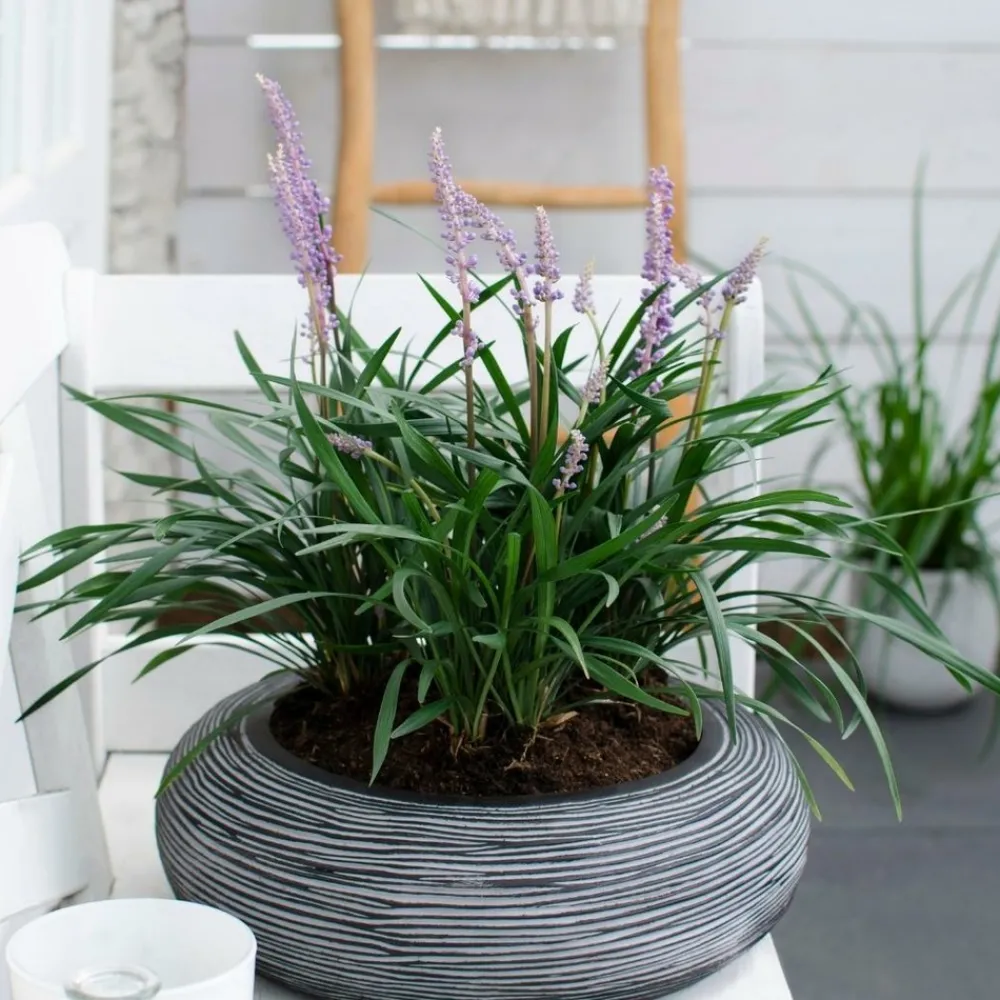 La Green Touch - 6 x liriope muscari 'ingwersen' Online