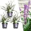 La Green Touch Arbres Et Arbustes | - 3 x liriope muscari 'ingwersen'