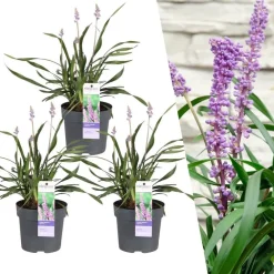 La Green Touch Arbres Et Arbustes | - 3 x liriope muscari 'ingwersen'
