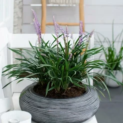 La Green Touch Arbres Et Arbustes | - 3 x liriope muscari 'ingwersen'