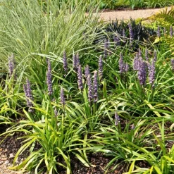 La Green Touch Arbres Et Arbustes | - 3 x liriope muscari 'ingwersen'