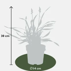 La Green Touch Arbres Et Arbustes | - 3 x liriope muscari 'ingwersen'