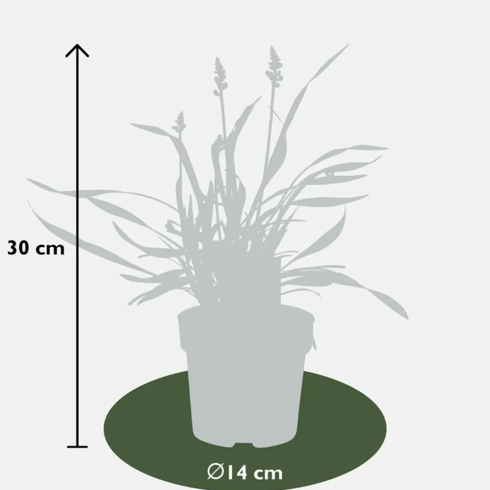 La Green Touch Arbres Et Arbustes | - 3 x liriope muscari 'ingwersen'