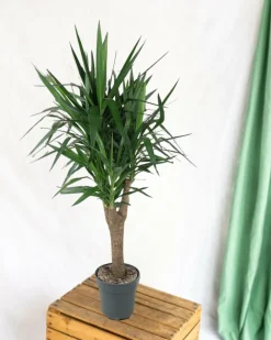 La Green Touch Plantes Vertes | - Yucca pied d'éléphant 150cm - plante d'intérieur