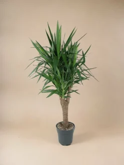 La Green Touch Plantes Vertes | - Yucca pied d'éléphant 150cm - plante d'intérieur